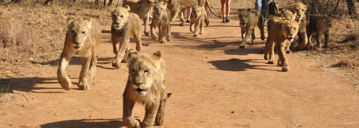 Lion & Safari Park