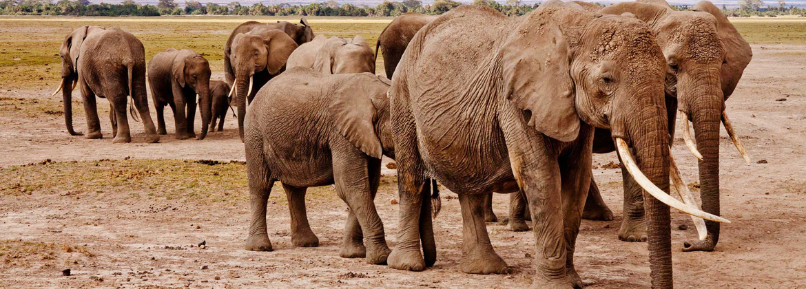 Elephant Sanctuary